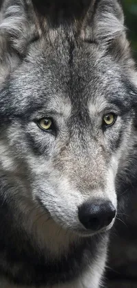 This phone live wallpaper depicts a stunning and lifelike image of a wolf up close, with beautiful details in each hair on its fur and piercing eyes that seem to look right at the viewer
