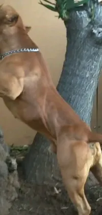 This phone live wallpaper features an adorable dog standing on its hind legs in front of a lush tree