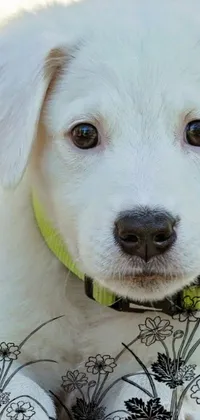 If you're looking for a charming phone live wallpaper, this close-up image of a puppy with a collar fits the bill