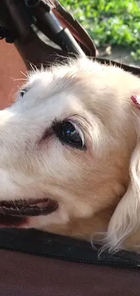 This live wallpaper for your phone features a photorealistic image of a golden retriever in a stroller, complete with a cute red bow in its hair