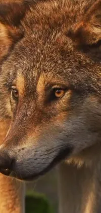 This live wallpaper for your phone features a realistic image of a wolf captured in high definition, with a blurred background to accentuate the wolf's features