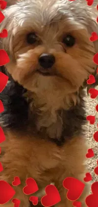 This phone live wallpaper showcases an affectionate Yorkshire Terrier on a romantic theme