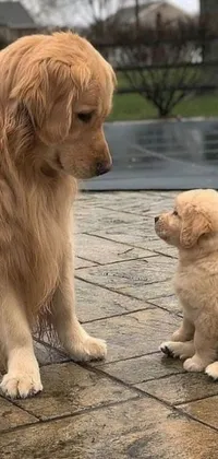 This live wallpaper for phone features an adorable dog and puppy duo in a heartwarming image