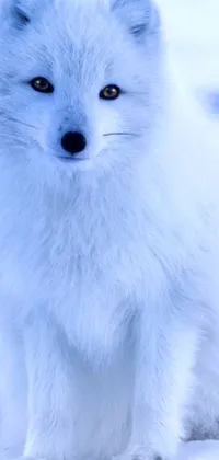 This ethereal live wallpaper for your phone features a stunning ice blue fox in the snow, with a close-up of its full body and silver eyes