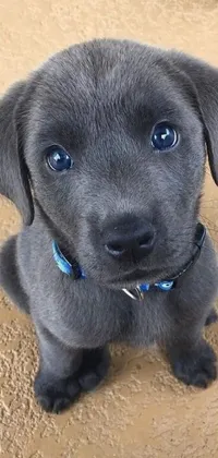 This live wallpaper features a black puppy with blue eyes sitting on a blue-gray background