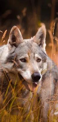 Plant Carnivore Dog Live Wallpaper