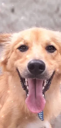 This phone live wallpaper features an adorable dog who is smiling and dancing in excitement