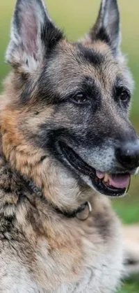 Introducing a stunning smartphone live wallpaper featuring an older male German Shepherd portrait named "Rugged Zeus" - it's looks like a Pinterest photograph
