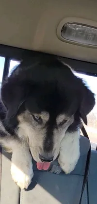 This vibrant phone live wallpaper showcases a realistic black and white dog in a 3/4 front view, sticking its tongue out of a car window