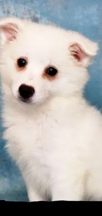 Featuring a delightful and realistic Pomeranian mix, this phone live wallpaper will surely melt your heart