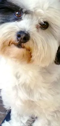 This phone live wallpaper features a closeup portrait of a Havanese dog on a blue mat under a sunny blue sky