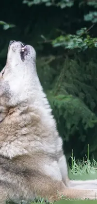 This phone live wallpaper depicts an awe-inspiring image of a majestic wolf resting on the grass