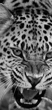 This phone live wallpaper showcases an intense photograph of a leopard in black and white