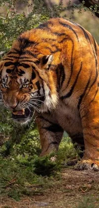 This mesmerizing and high quality phone live wallpaper showcases a tiger in a lush green forest
