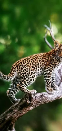 This stunning live wallpaper features a majestic leopard standing atop a tree branch