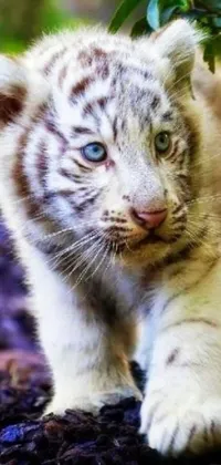 This phone live wallpaper features a striking close-up of a white tiger cub, predominantly in white and blue colors, on the hunt for its prey