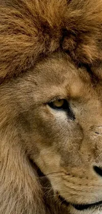 This phone live wallpaper showcases a stunning close-up of a lion's face, with a blurred, natural background