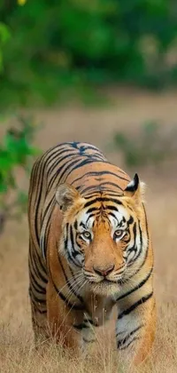 This phone live wallpaper showcases a majestic tiger walking across a dry grass covered field