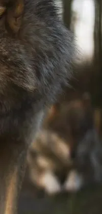 This stunning phone live wallpaper showcases a close-up of a wolf with a blurry background