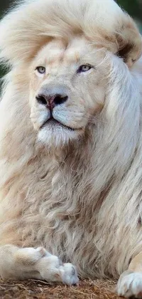 This live wallpaper features a stunning white lion in close up, with big whitened hair resembling that of a bull's