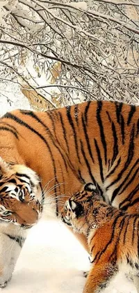 This phone live wallpaper features two tigers standing together on a snowy background