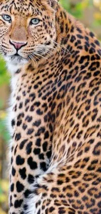 This live phone wallpaper showcases a lifelike close-up of a majestic leopard resting on a rock in the wilderness