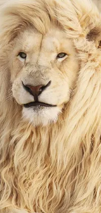 Experience the raw power and beauty of nature with this stunning phone live wallpaper featuring a close-up portrait of a regal male lion