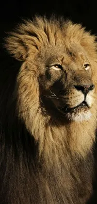Looking for a captivating phone live wallpaper? Look no further than this stunning image of a lion, captured in a close-up shot with a black background