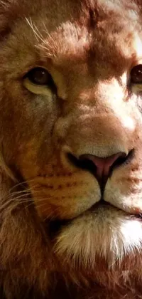 The Lion Phone Live Wallpaper features a stunning close-up of a lion's face with blurred background for added depth
