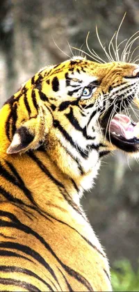 This phone live wallpaper showcases a stunning close-up of a fierce tiger with its jaws wide open