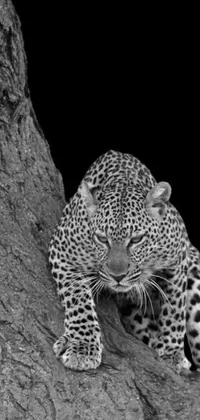 This monochromatic live phone wallpaper features a majestic leopard perched atop a tree, captured in stunning op art style