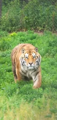 This captivating phone live wallpaper showcases a fierce tiger walking through a lush green field