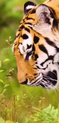 This phone live wallpaper showcases a beautiful tiger walking across a vibrant green field