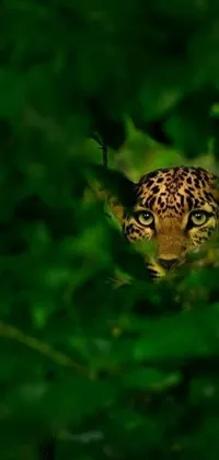 Looking for a mesmerizing live wallpaper for your phone? Check out this stunning leopard artwork! This masterpiece, taken by a photographer on Instagram, depicts a leopard hiding amidst the lush leaves of a tree