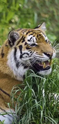 This phone wallpaper showcases a majestic tiger resting in green grass and features close-up shots of a cat eating and a tiger snarling