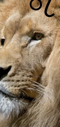 This phone wallpaper features an incredibly realistic close-up of a tranquil lion with its eyes shut