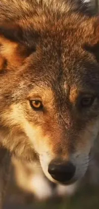 This phone live wallpaper showcases a detailed close up of a wolf