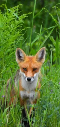 This dynamic live wallpaper for your phone features a stunning depiction of a fox standing among lush green grass in Wisconsin