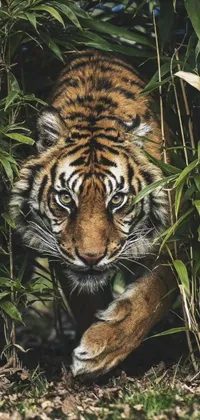 Enjoy this stunning live wallpaper of a tiger in a green forest walking with confidence, surrounded by bamboo