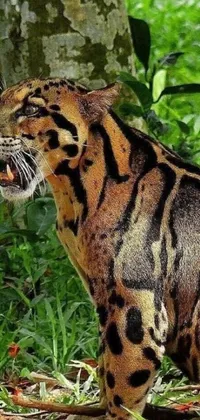 This stunning phone live wallpaper features a magnificent margay on top of a lush green field