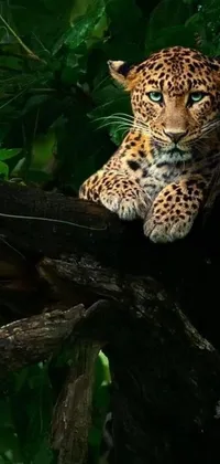 Get the wildest live wallpaper for your phone! Featuring a majestic leopard sitting on top of a swaying tree branch, this deep green-eyed predator is sure to catch your attention