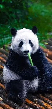 This phone live wallpaper features an adorable panda bear resting on a bamboo raft