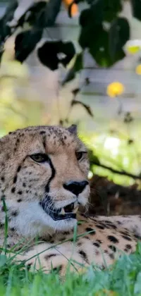 This phone live wallpaper showcases a majestic cheetah lounging in the grass under a tree