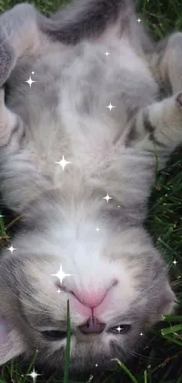 This live wallpaper for your phone features an adorable kitten enjoying the sunshine, sprawled on its back in a lush green field