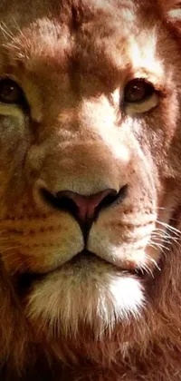 This stunning phone live wallpaper features a photorealistic image of a majestic lion's face up close