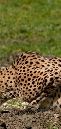 This stunning live wallpaper features a majestic cheetah walking through the wild in search of prey