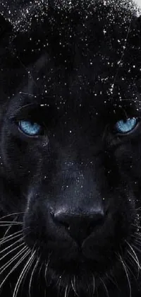 This stunning phone wallpaper features a black panther with blue eyes, set against a dark and mystical nighttime background