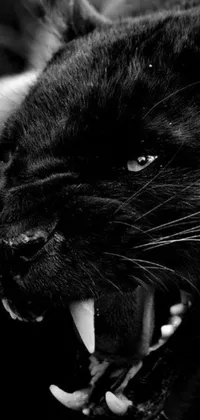 Download the latest gothic-inspired live wallpaper from Tumblr featuring a roaring black panther with sharp sabertooth fangs and a black and white color aesthetic