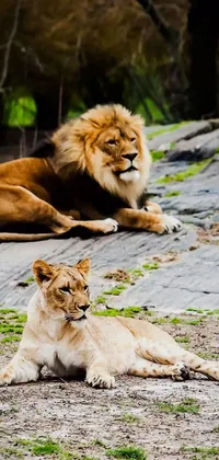 This captivating phone live wallpaper features majestic lions lounging regally together in a serene portrait by pexels