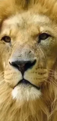 This phone live wallpaper features a stunning close-up of a lion's majestic face, set against a blurred background for added focus
